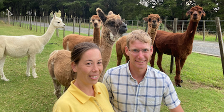 A couple taking photos with Alpaccas in the background