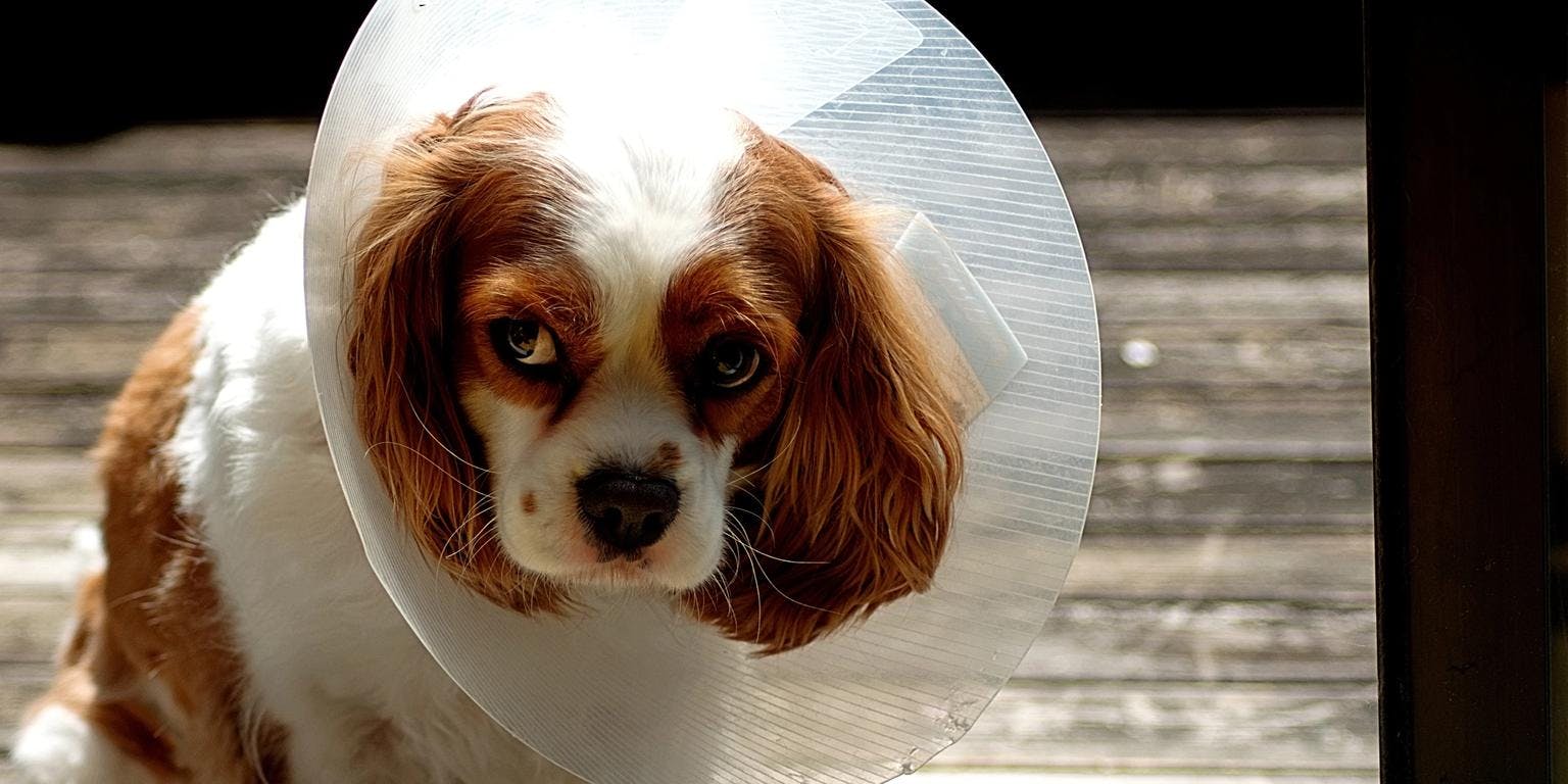 Image of a dog in a cone