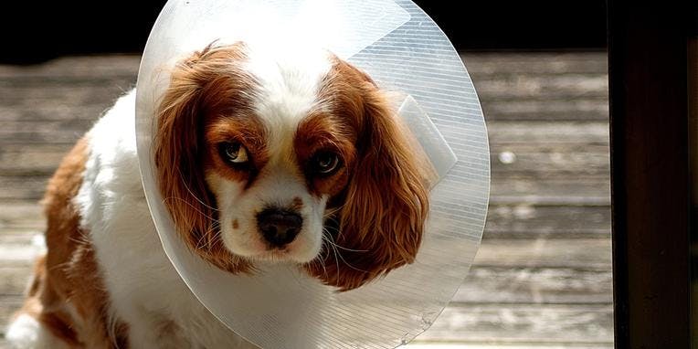 Image of a dog in a cone